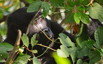 3-Day Rwanda Gorilla Trekking Safari