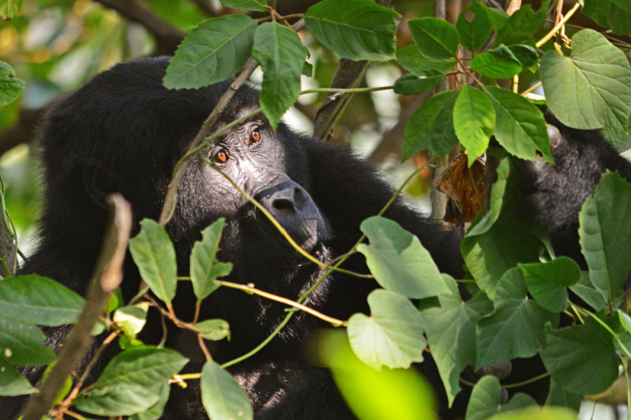 3-Day Rwanda Gorilla Trekking Safari