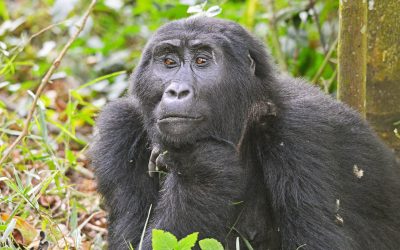Congo’s Lowland Gorillas vs Rwanda’s Mountain Gorillas: What Makes Each Encounter Unique?