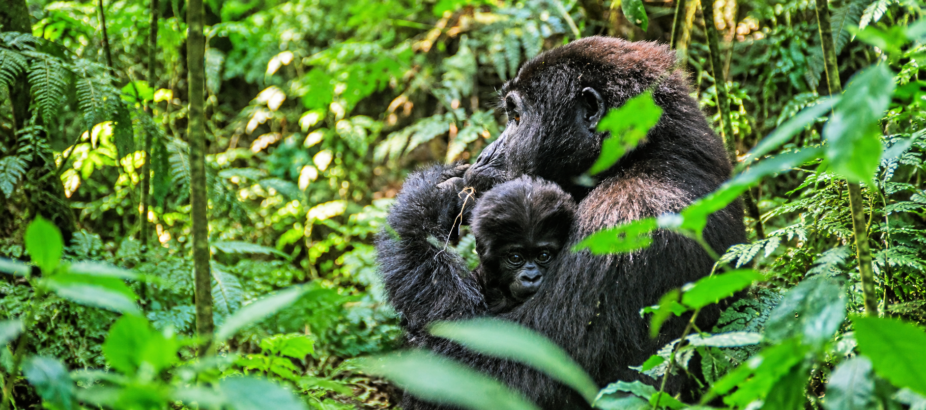 image_3_days_gorilla_safari_in_uganda_native_expeditions
