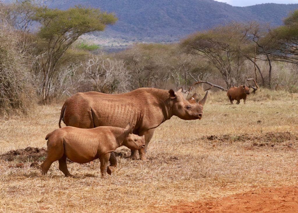 image_rhinos_in_mkomazi_national_park_tanzania