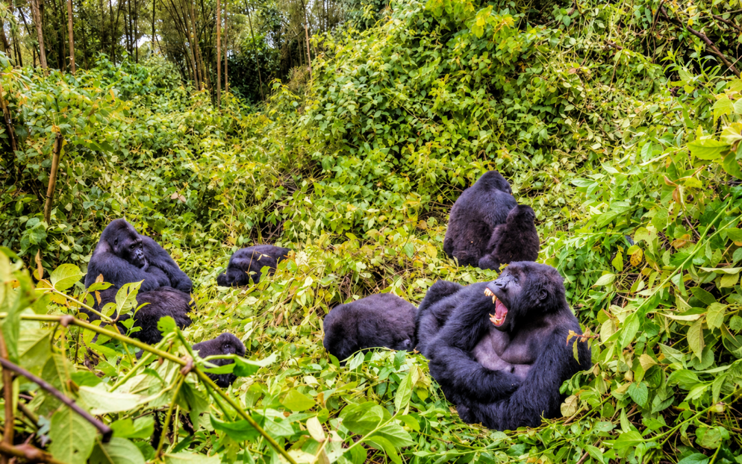 2-Day Virunga Gorilla Trek Experience