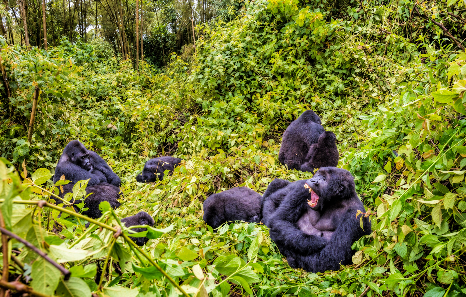 image_gorillas_in_virunga_congo_native_expeditions