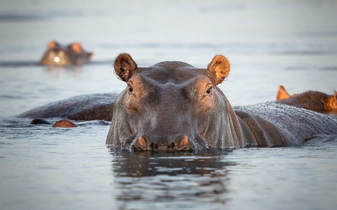 3-Day Katavi National Park Safari
