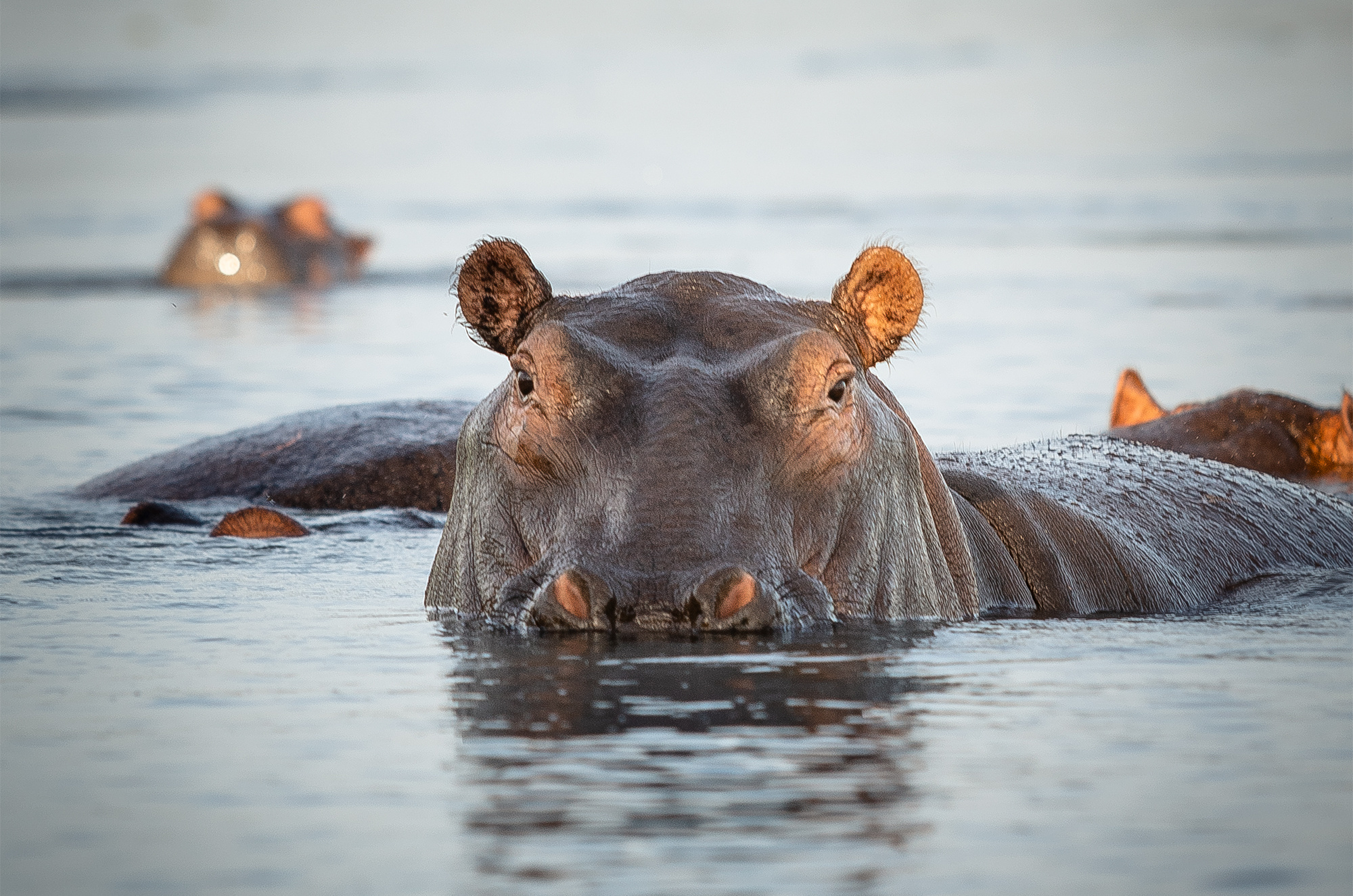 image_hippo_in_katavi_tanzania