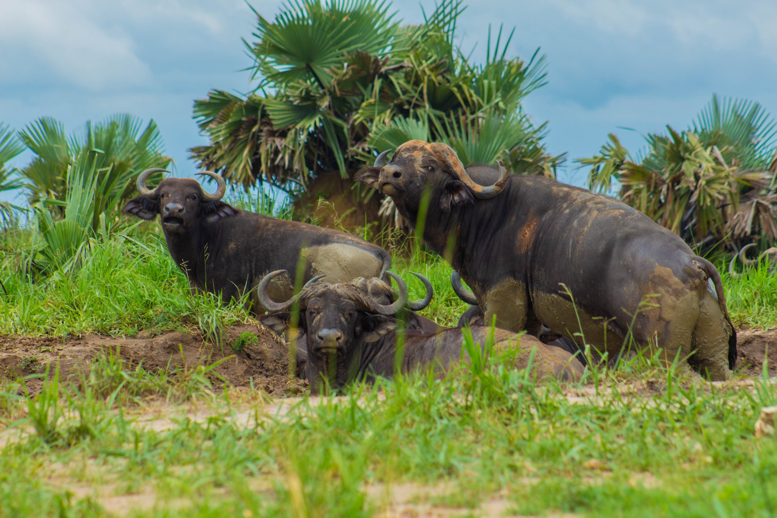 image_buffaloes_in_kidepo_national_park_uganda