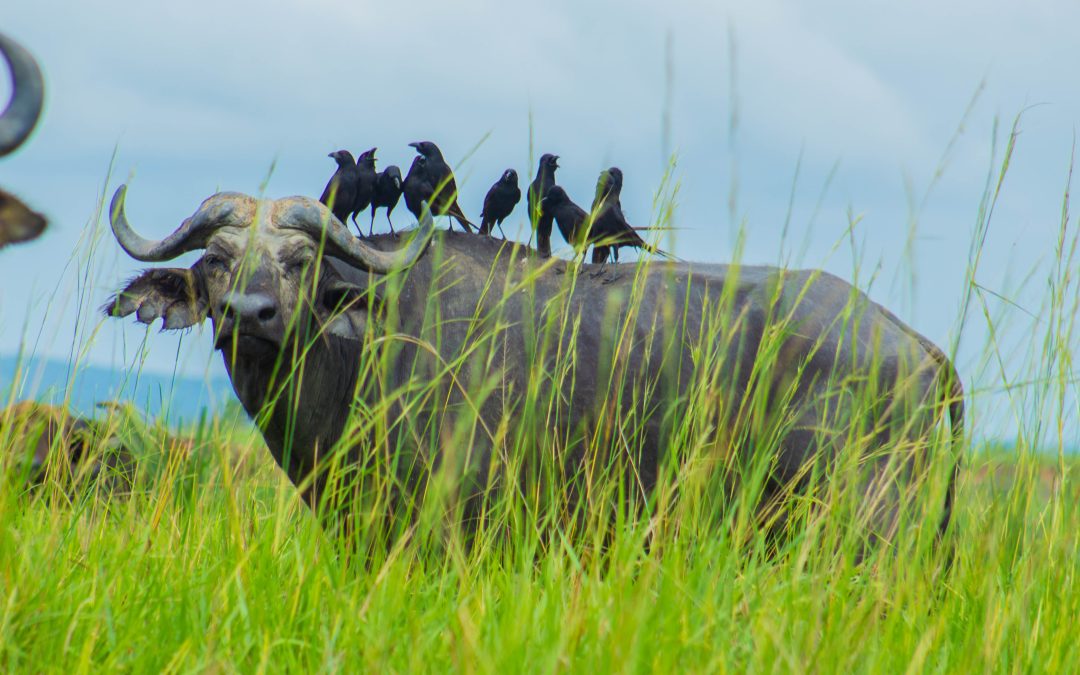 3-Day Kidepo Valley National Park Safari