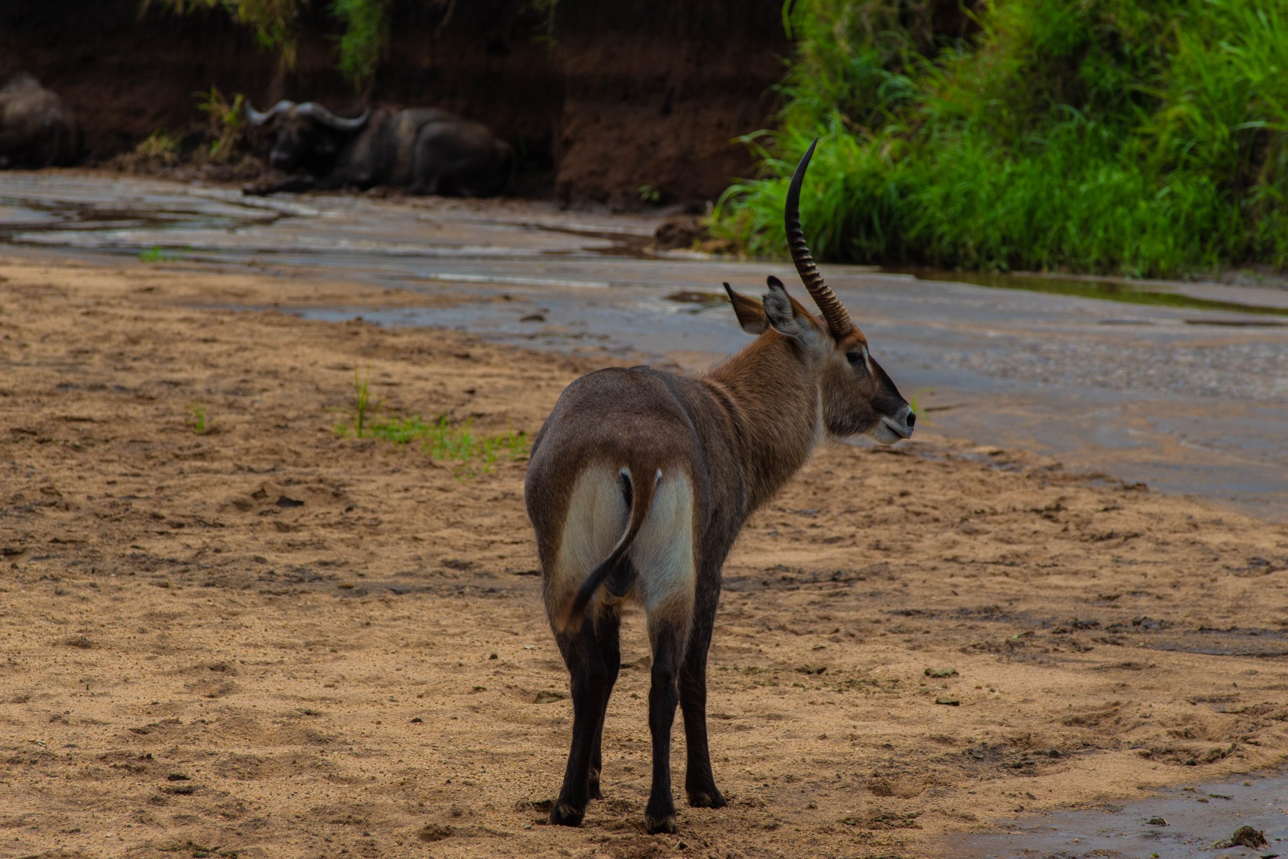 image_views_of_serengetii_national_park_native_expeditions