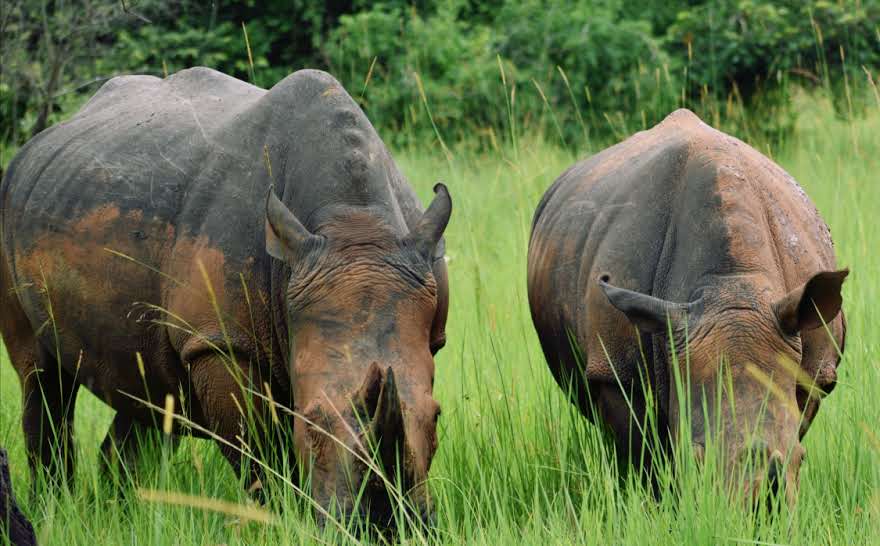 image_ziwa_rhino_sanctuary_native_expeditions