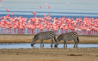 4-Day Highlights of Tanzania Safari