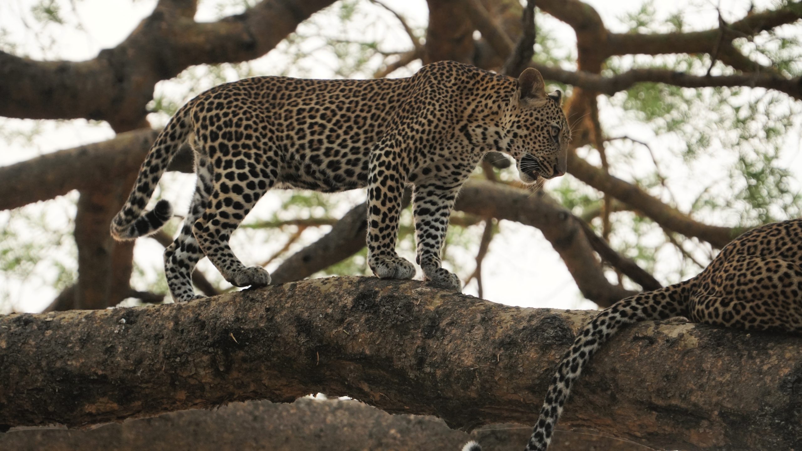 image_leopard_in_the_wild_in_uganda_tours