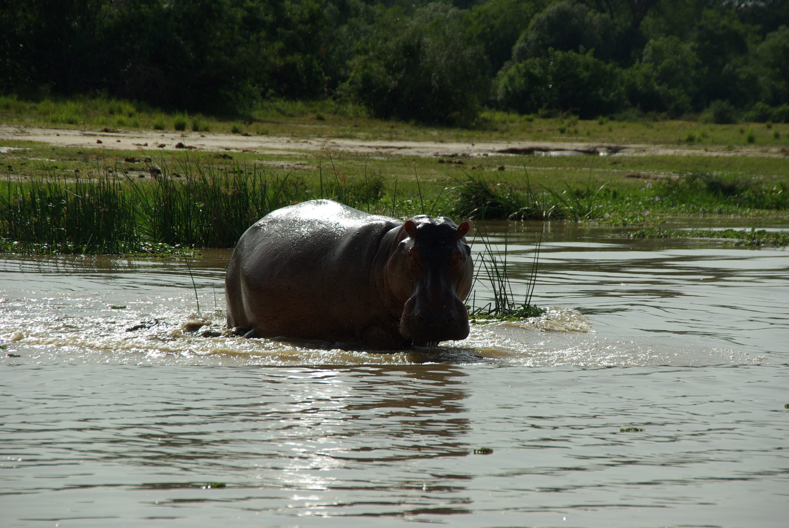 image_ziwa_rhino_sanctuary_native_expeditions