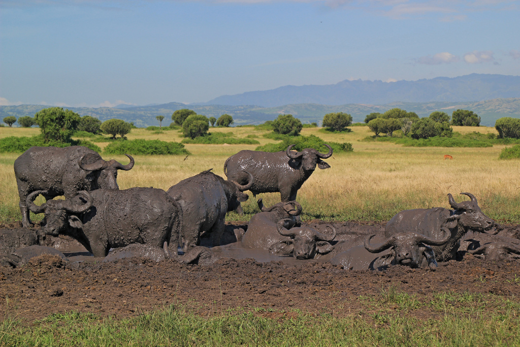 image_buffalos_queen_elizabeth_natiional_park