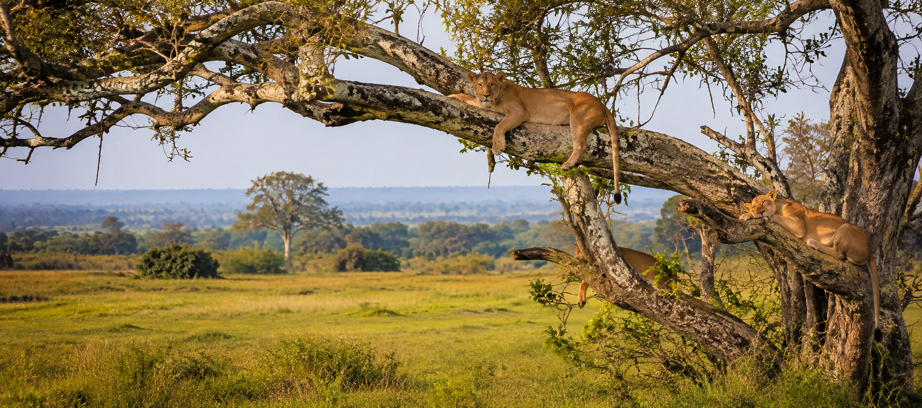 image_tree_climbing_lions_ishasha_sect