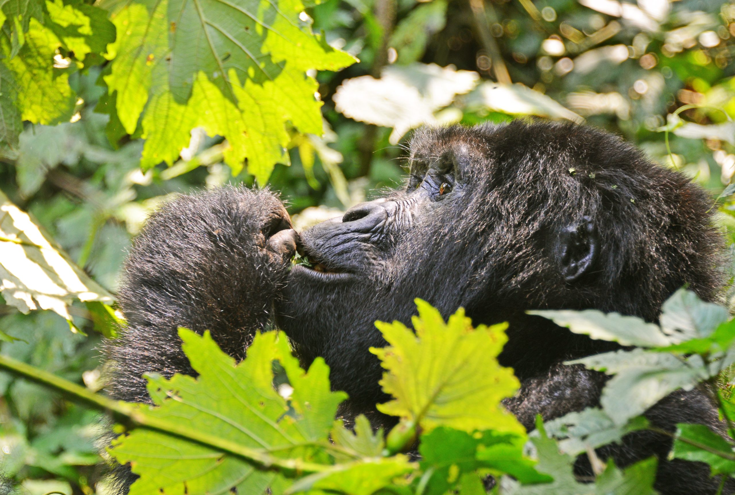 image_gorilla_safari_in_uganda_native_expeditions