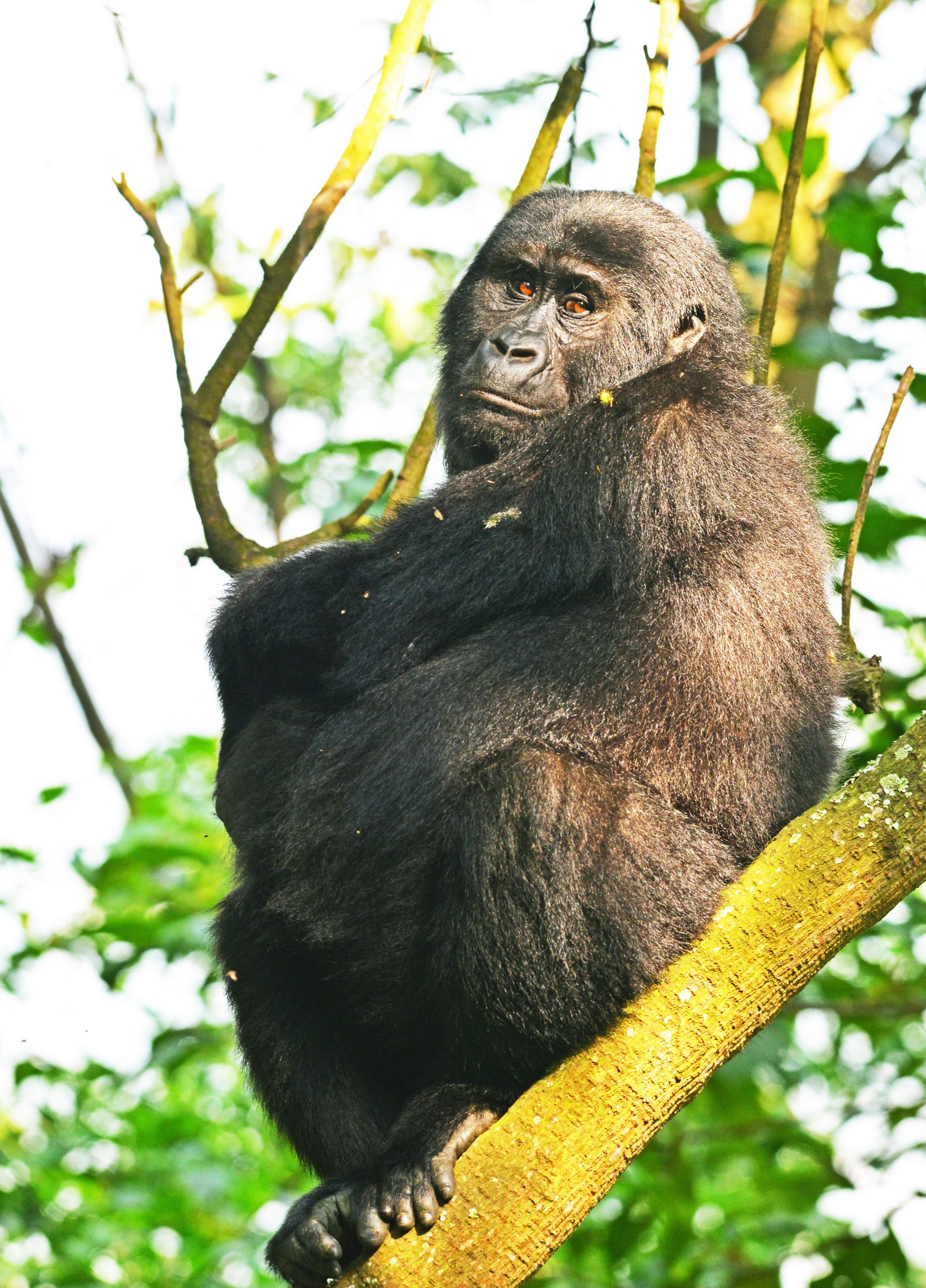 image_silverback_gorilla_in_bwindi_impenetrable_native_expeditions_safaris